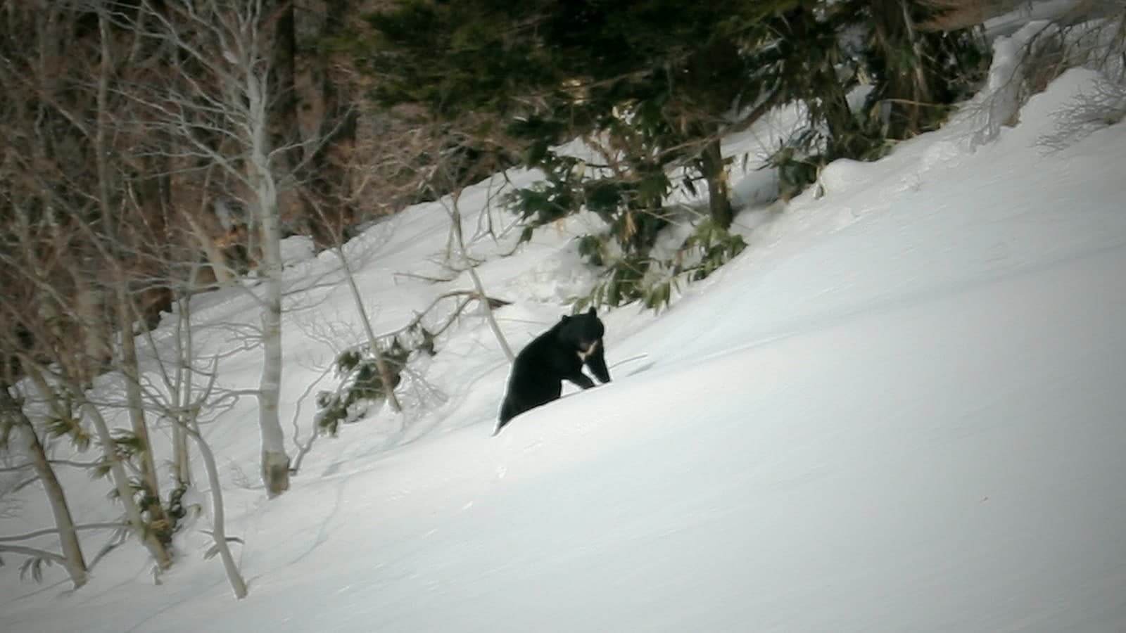 Japanese black bear in mountain forest, used as an editorial image for a Hyogo public-data note
